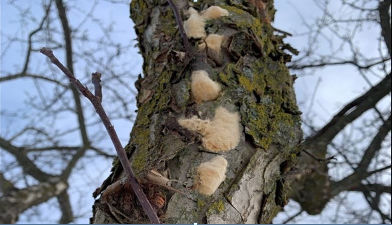 GMFallEggMasses